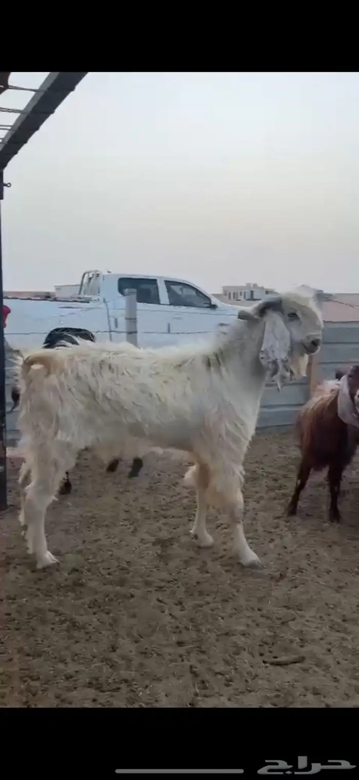 تيس ابيض مشروك للبيع 3