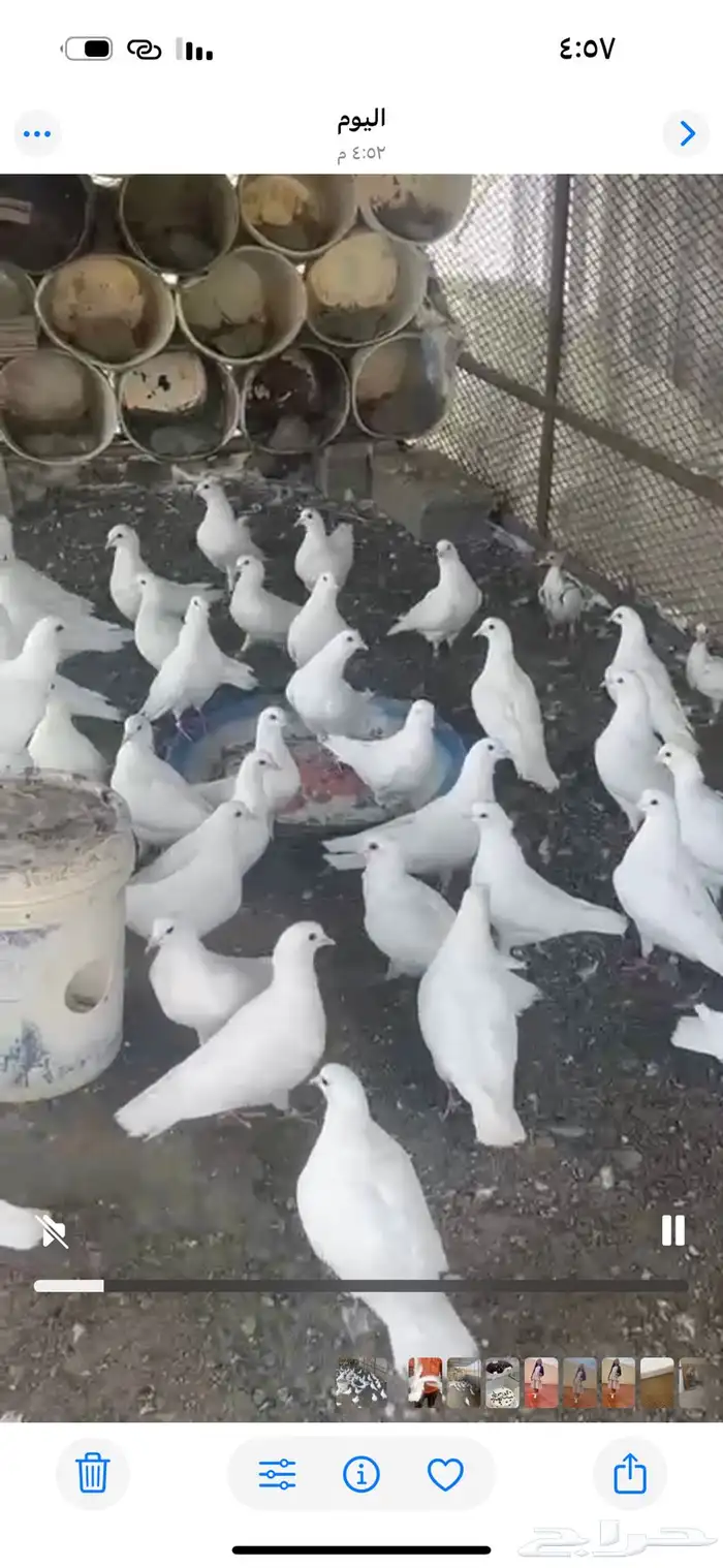 حمام فرنسي جانبو حوالي 80جوز 2