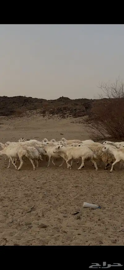 جنوب مكه 1