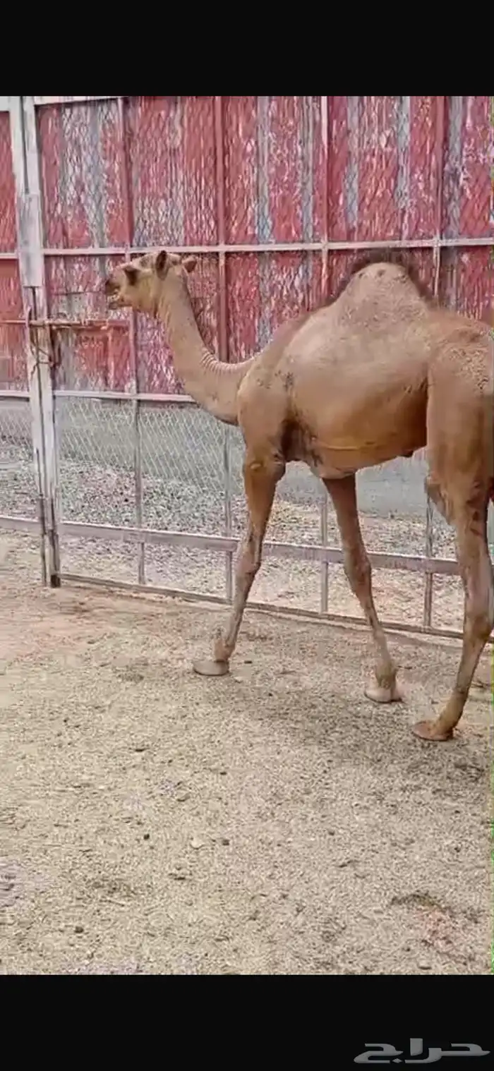 قعود بلدي سمين مغلق شحم مسحوب من امه شرط 21