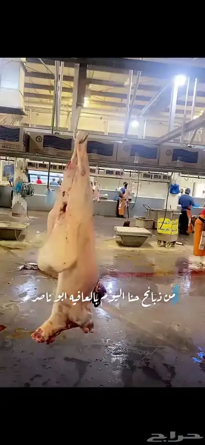 ذبايح بريه حري نعيمي نجدي تيوس وجفاريوجدخدمه الذبح والتوصيل 3