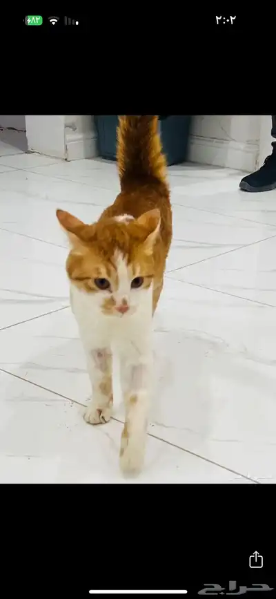 تبنى قطط 3