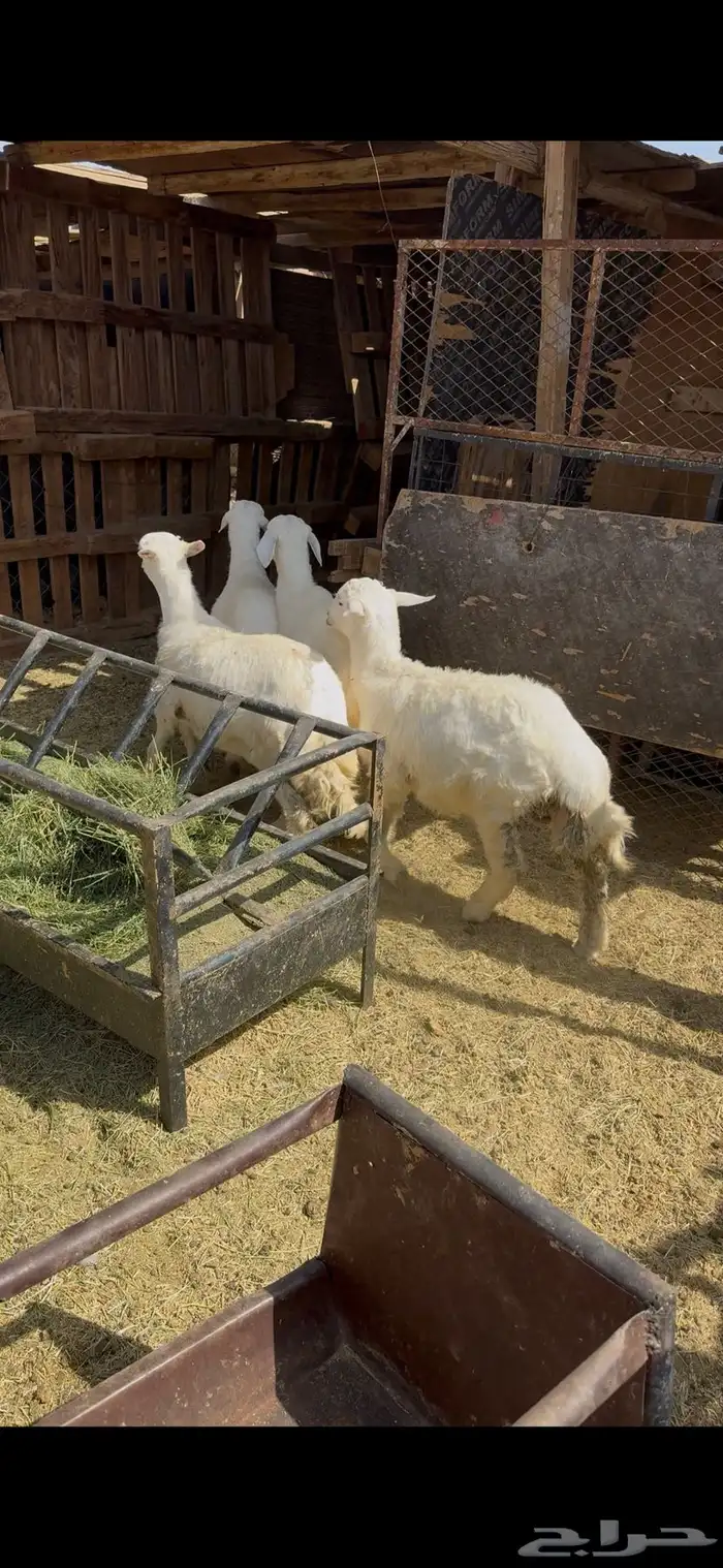 ذبائح حريه وبريه 4