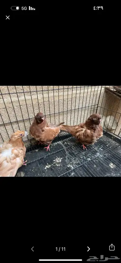 حمام زينه أنواع 10