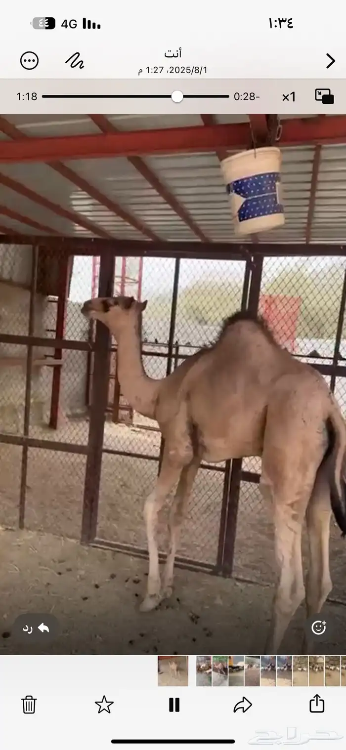 قعود بلدي سمين مغلق شحم مسحوب من امه شرط 3