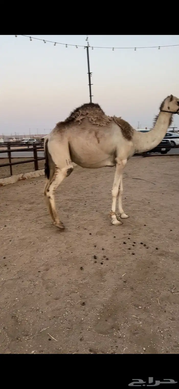 لقحه جذعه تقاود بالرسن 1