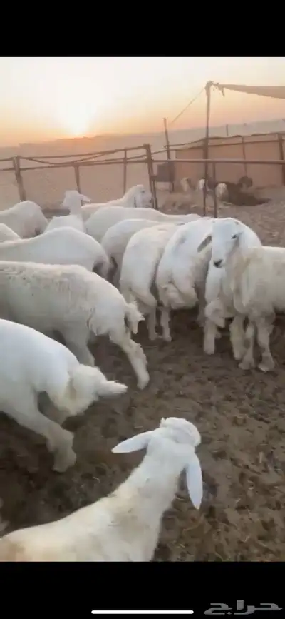 ذبايح بريه حري نعيمي نجدي تيوس وجفاريوجدخدمه الذبح والتوصيل 1