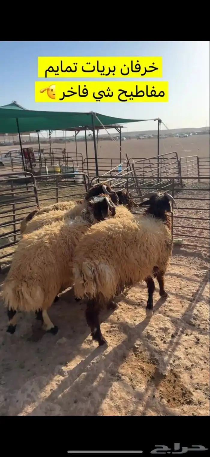 ذبايح عرعر بريات 2