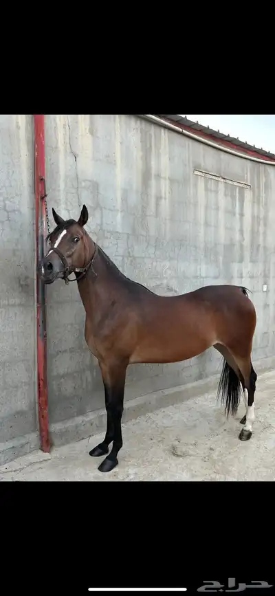 فرس مصريه بيور 2