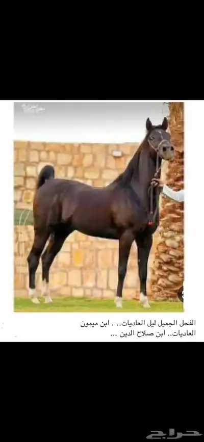 فرس مصريه بيور 8