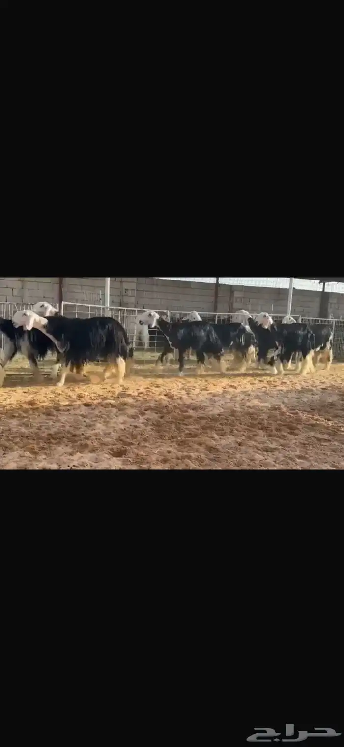 عرض جذعات وثنوات للبيع 4