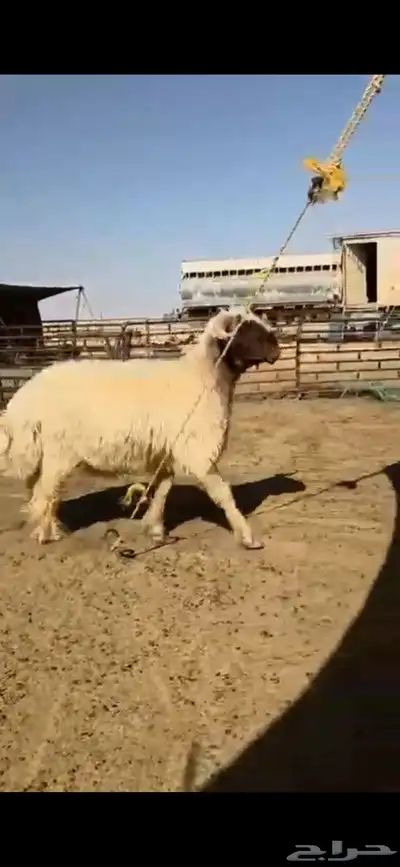 افحول صنف شي طيب ولها تعريف 5
