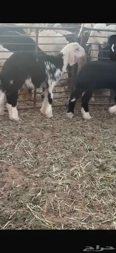 للبيع خروفين ورخل عمار ثلاث اشهر ونص واحد فيه لفه برجله 5