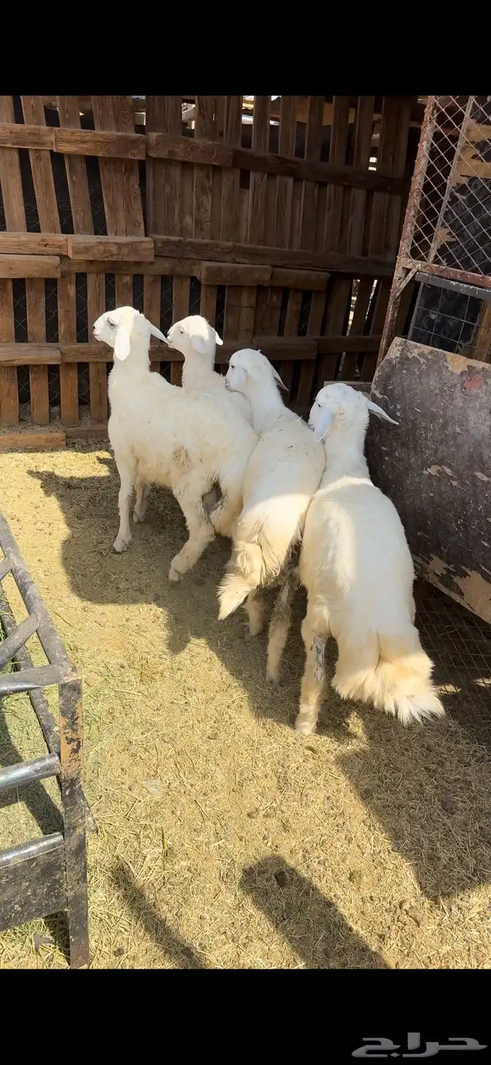 لبيع ذبايح طليان حريه 2