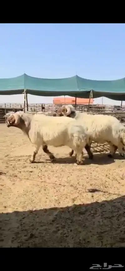 افحول صنف شي طيب ولها تعريف 3