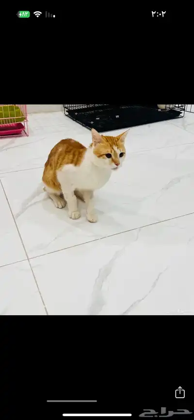 تبنى قطط 1
