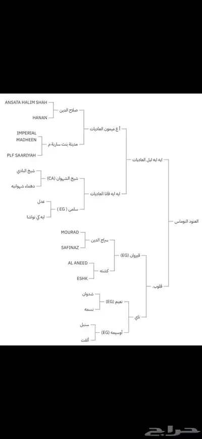 فرس مصريه بيور 9