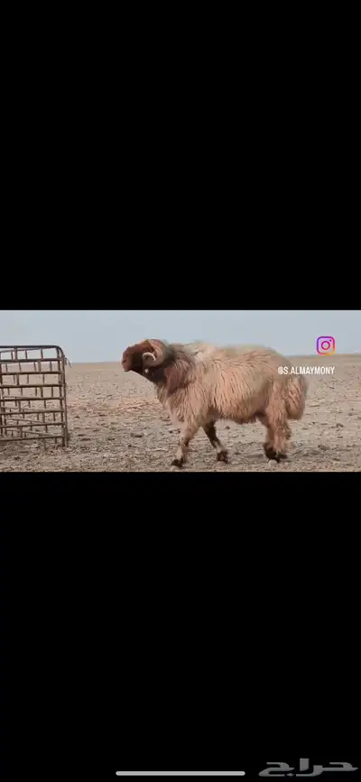 افحول صنف شي طيب ولها تعريف 2
