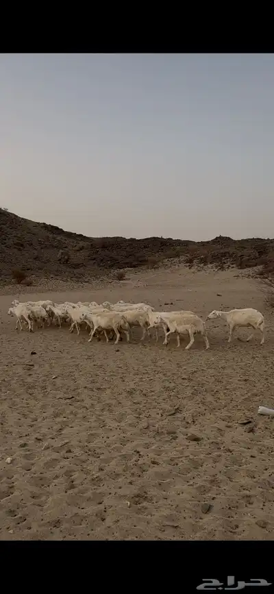 جنوب مكه 2