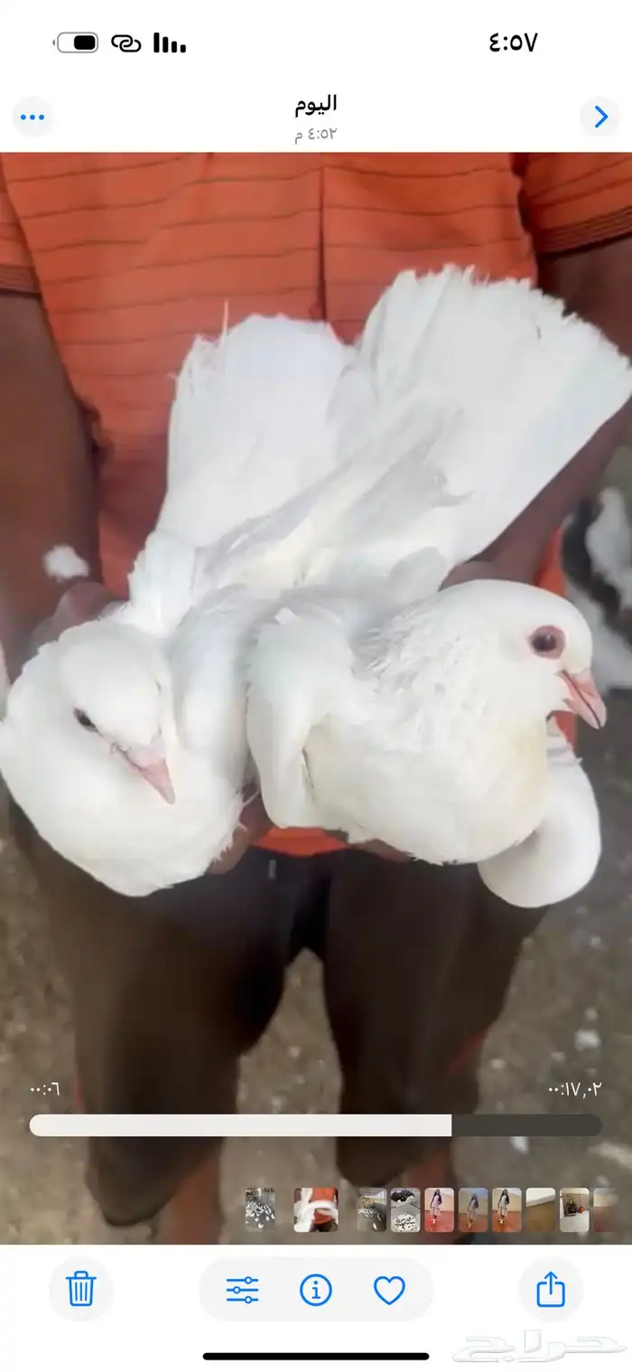 حمام فرنسي جانبو حوالي 80جوز 3