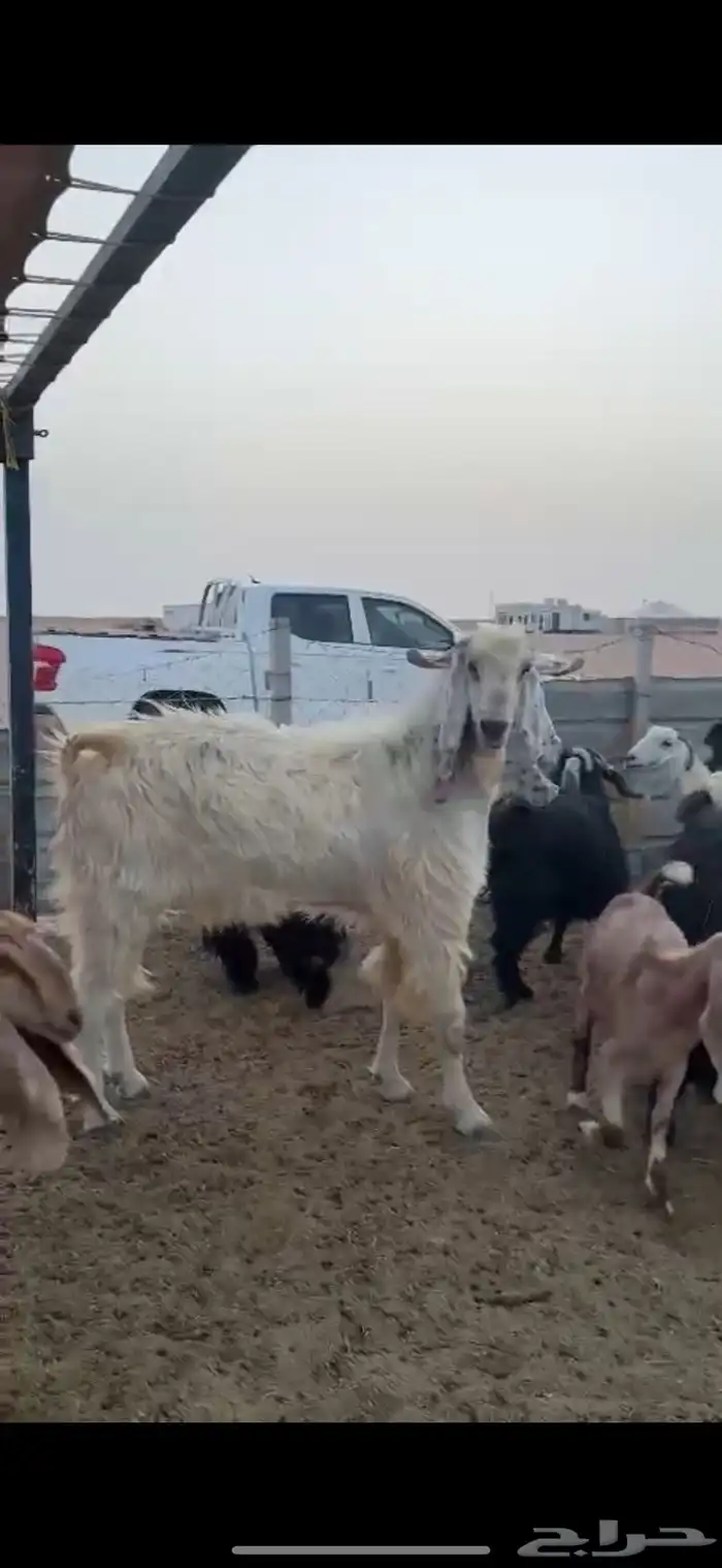 تيس ابيض مشروك للبيع 4