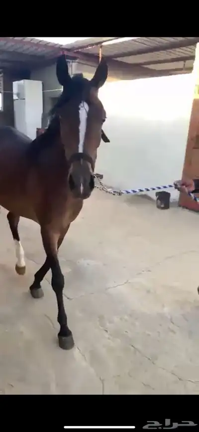 فرس مصريه بيور 7