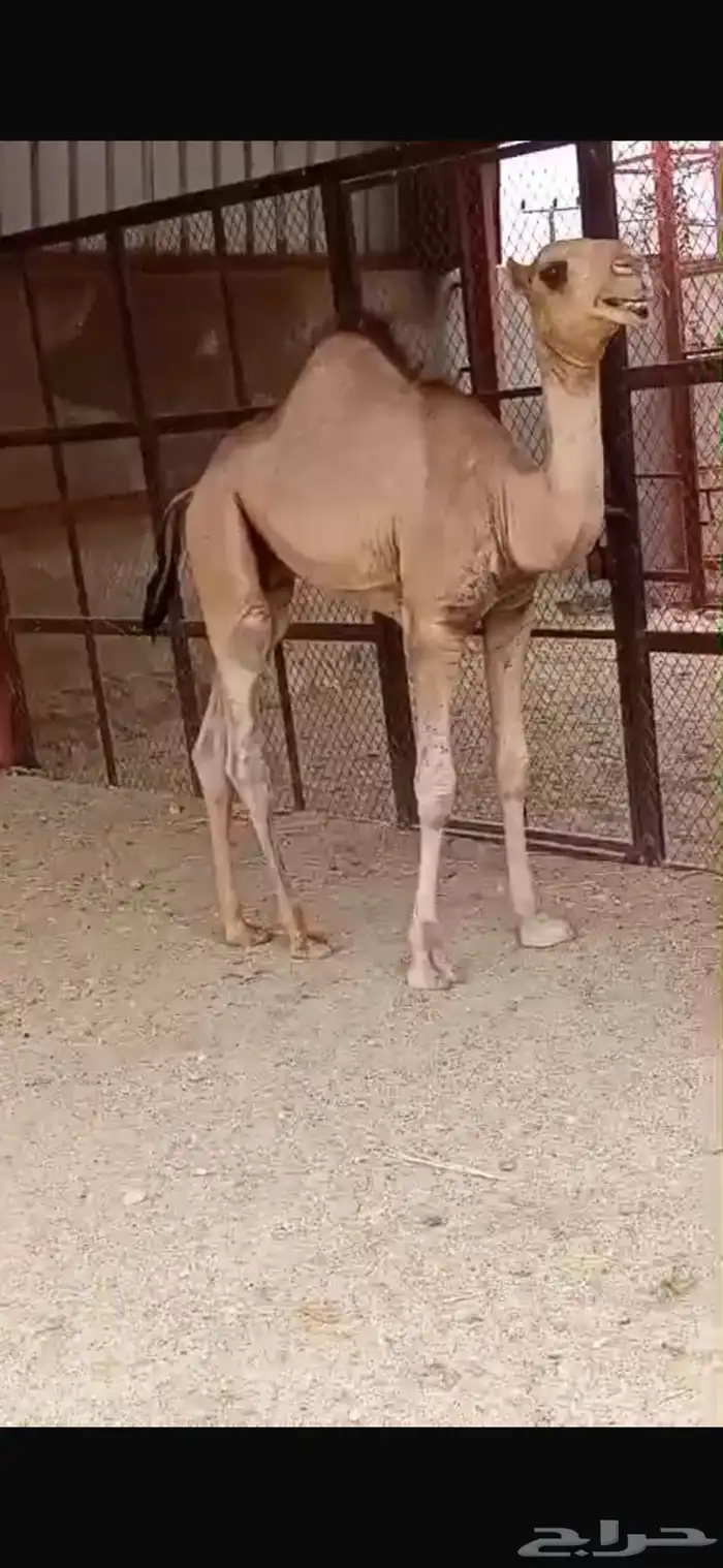 قعود بلدي سمين مغلق شحم مسحوب من امه شرط 22