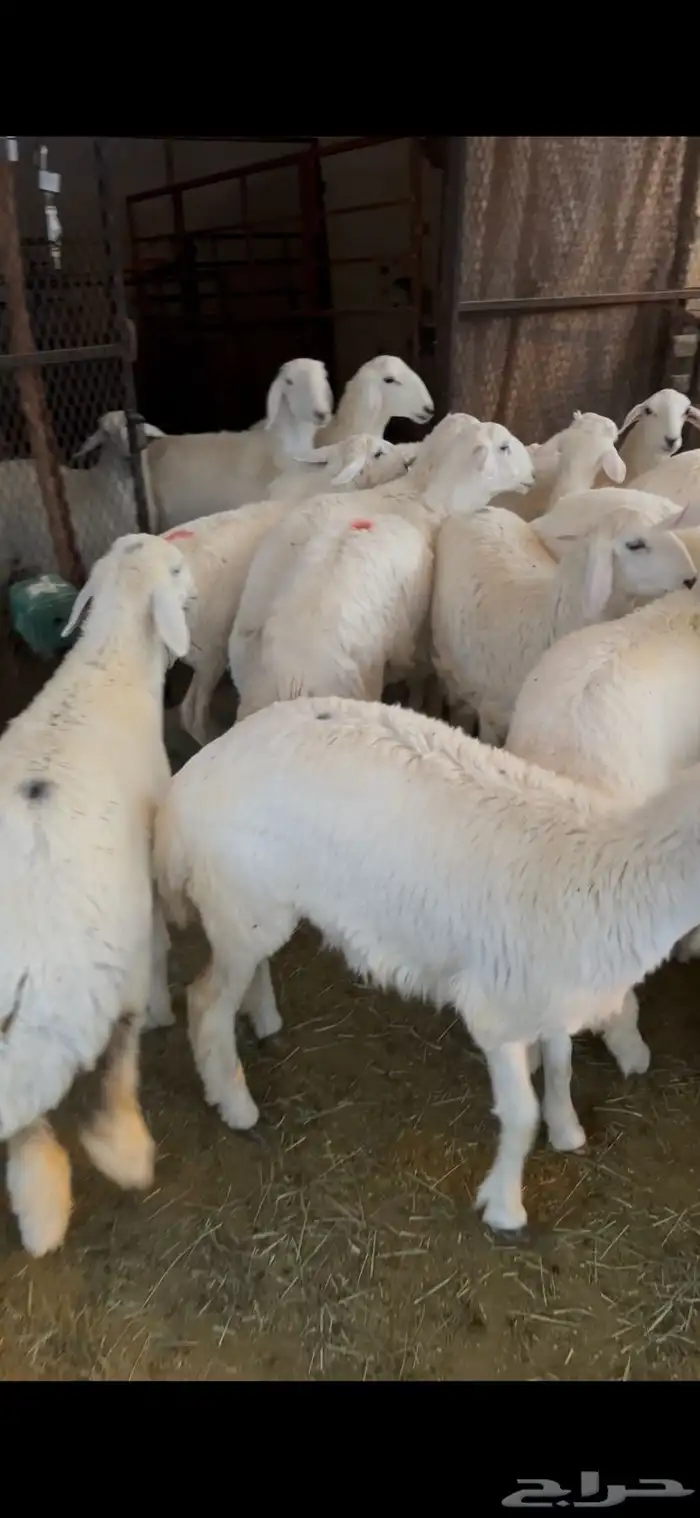 خرفان للبيع جمله وتفريد يوجد تقسيط 0