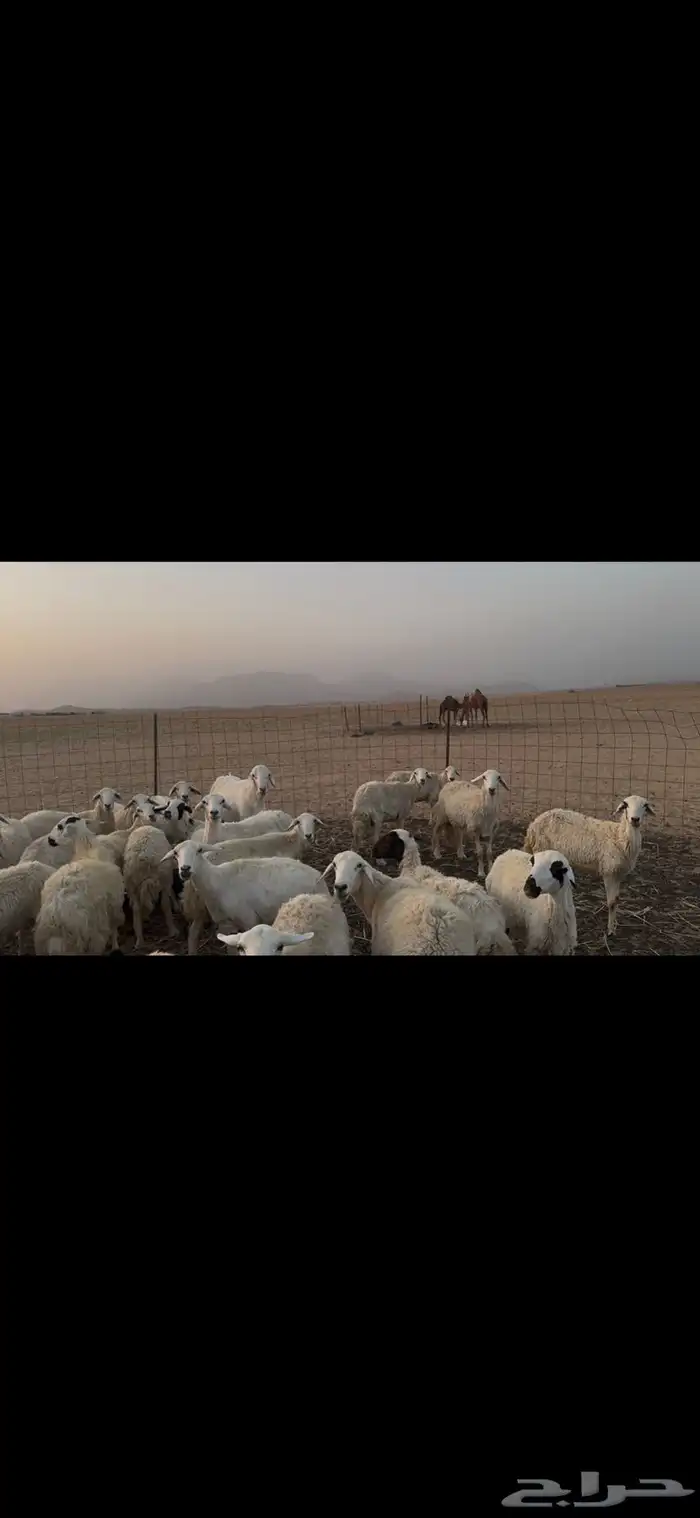 ضان حرية للبيع 4