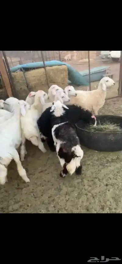 العدد 14 فيها خمسه ارخال وشعره ومقفله شحم 4