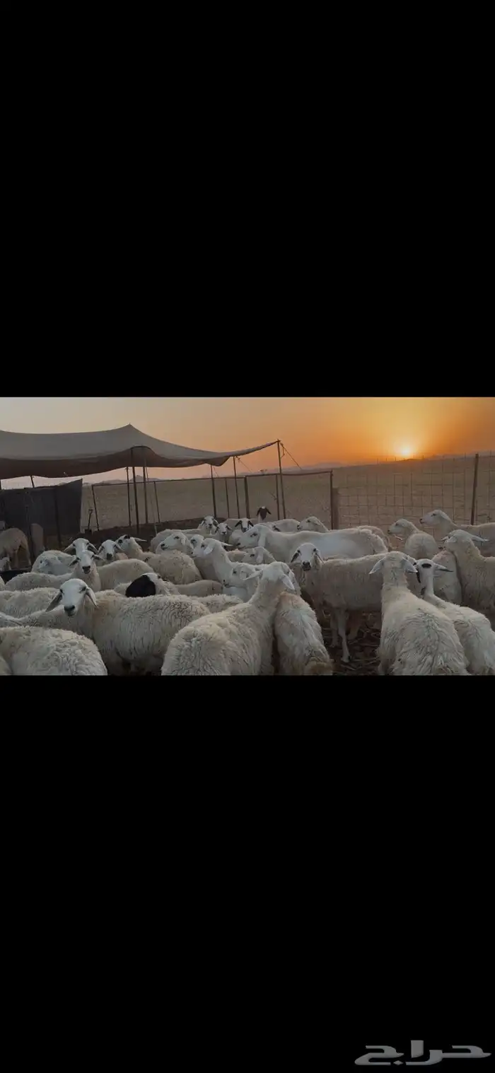 ضان حرية للبيع 1