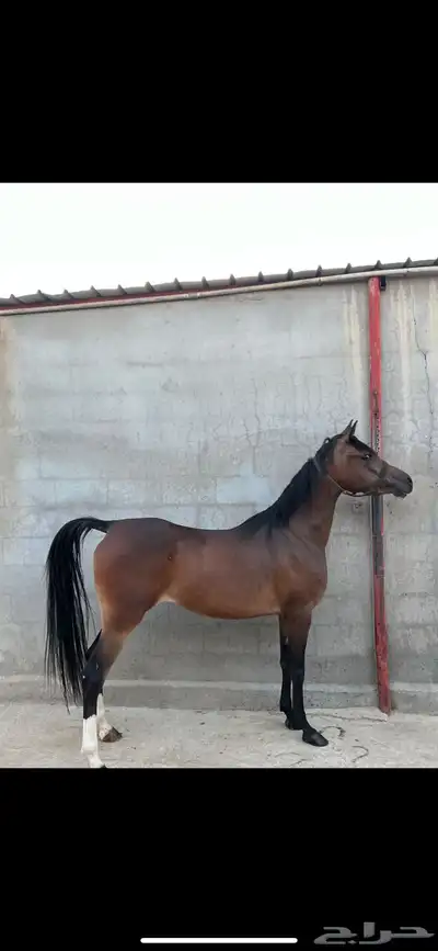 فرس مصريه بيور 3