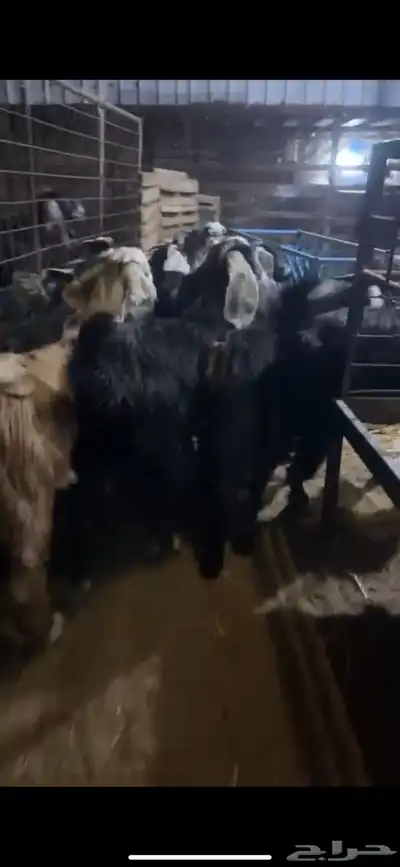 ذبايح بريه حري نعيمي نجدي تيوس وجفاريوجدخدمه الذبح والتوصيل 11