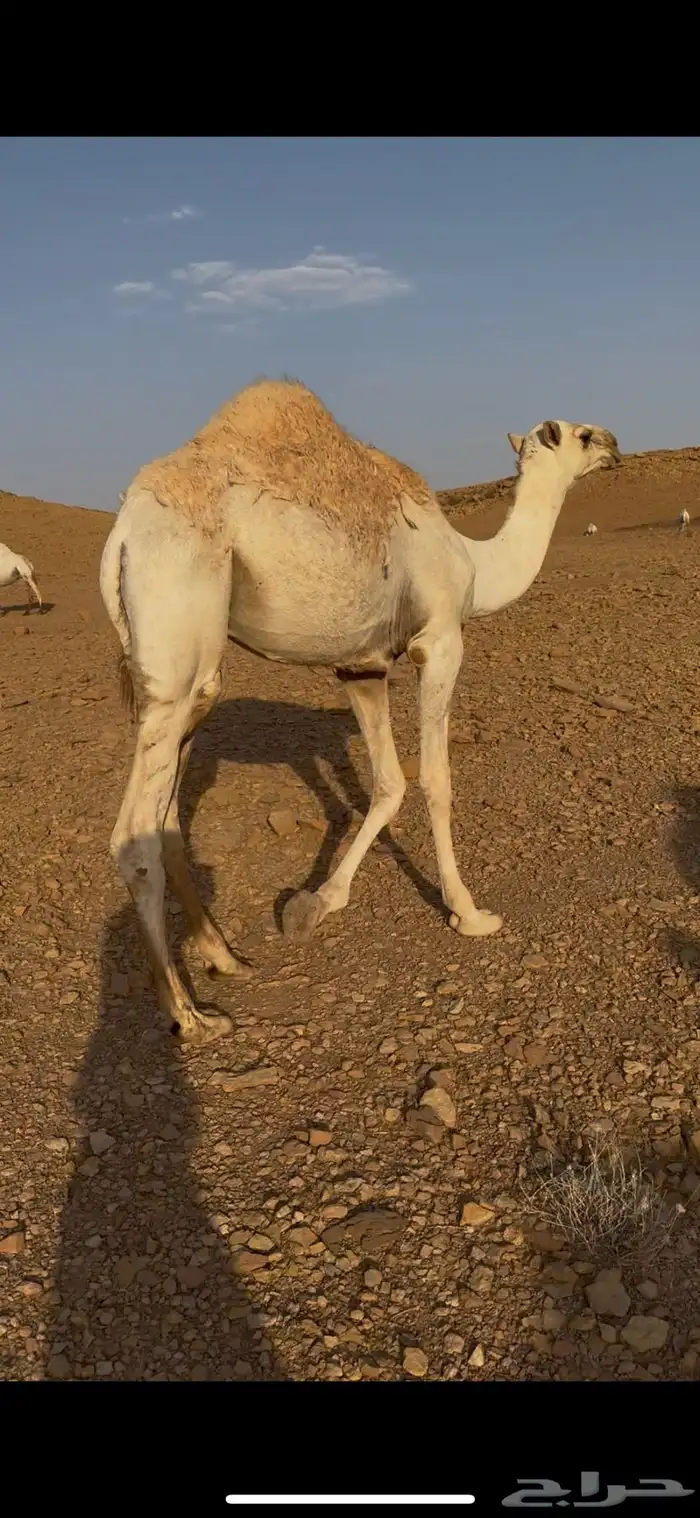 للبيع قعود قصب طايش شحم 0