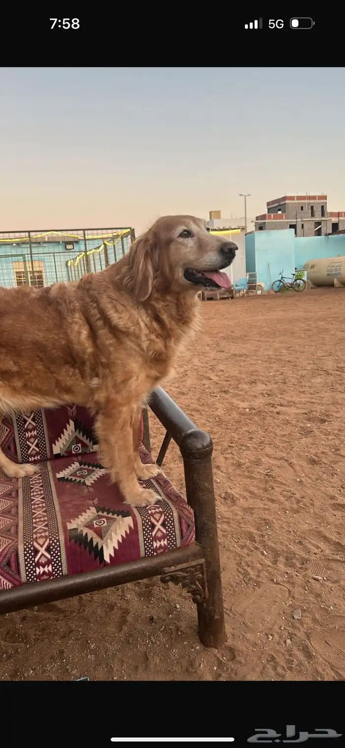كلب قولدن للتبني 2