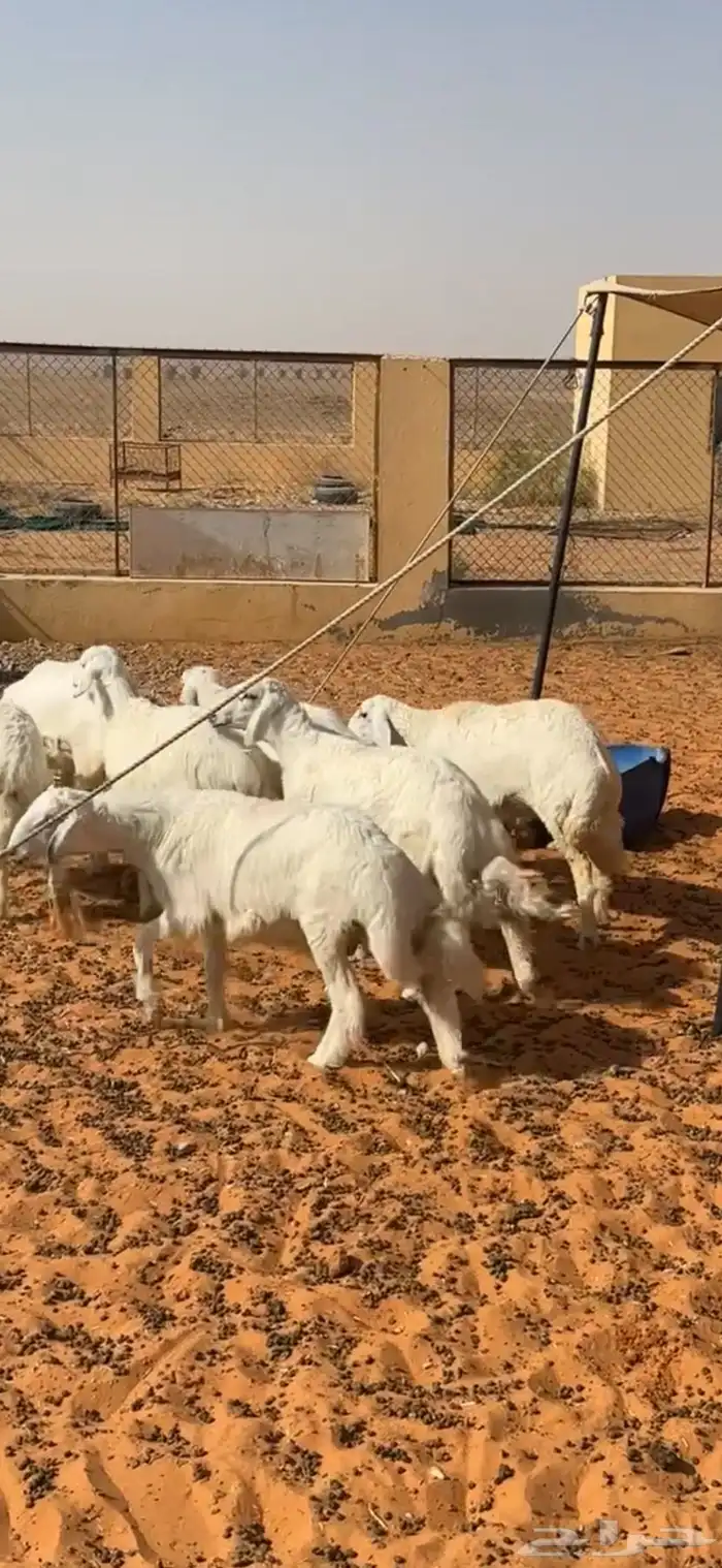 بهم حري 4
