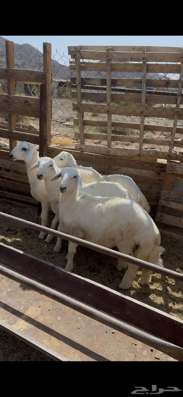 ذبائح حريه وبريه 5