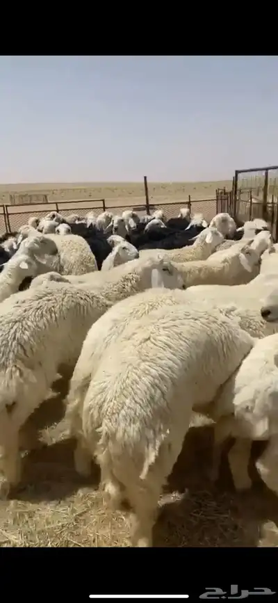 ذبايح بريه حري نعيمي نجدي تيوس وجفاريوجدخدمه الذبح والتوصيل 5