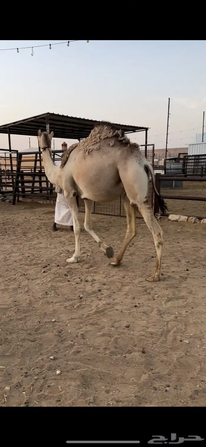 لقحه جذعه تقاود بالرسن 0