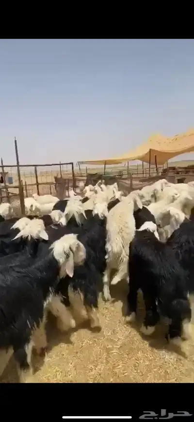 ذبايح بريه حري نعيمي نجدي تيوس وجفاريوجدخدمه الذبح والتوصيل 16