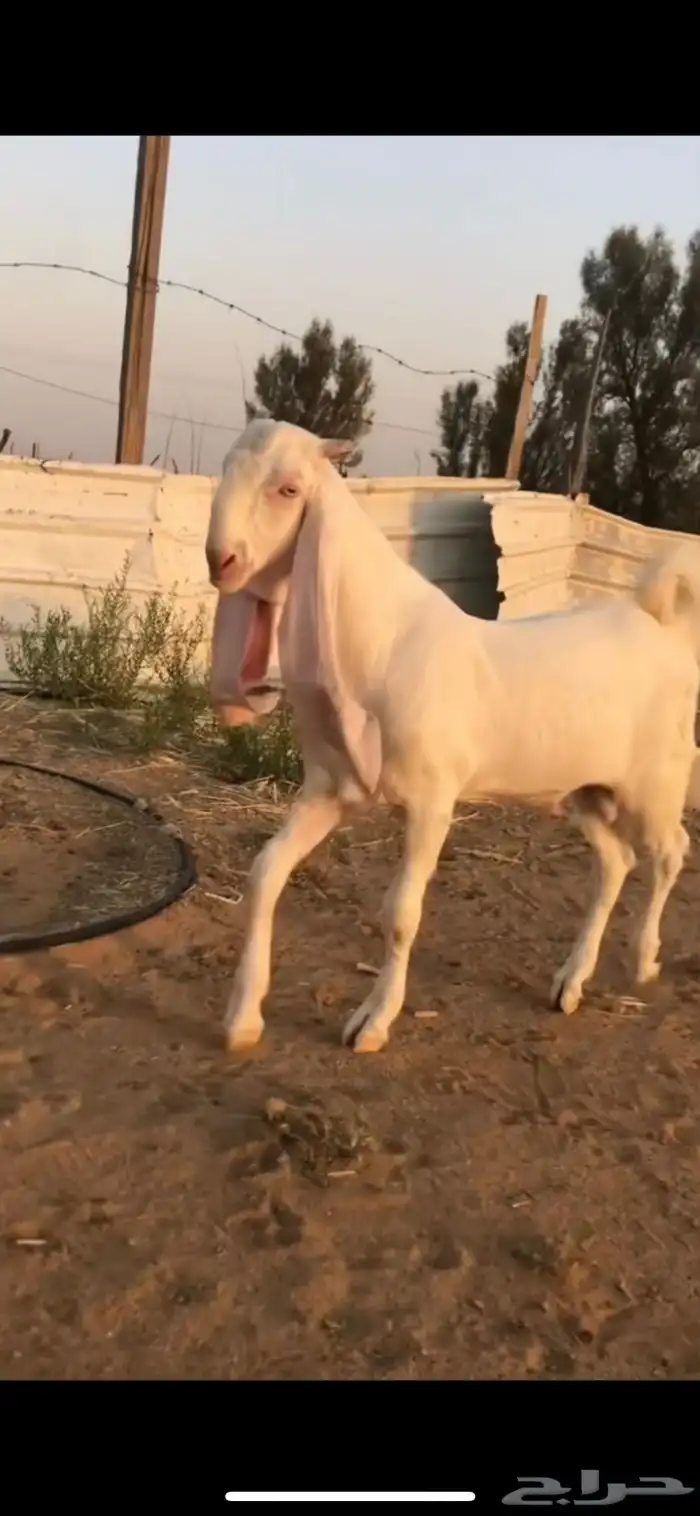 للبيع تيس مطور خصم 1