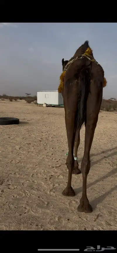 بكرغرابية ضريبة 4