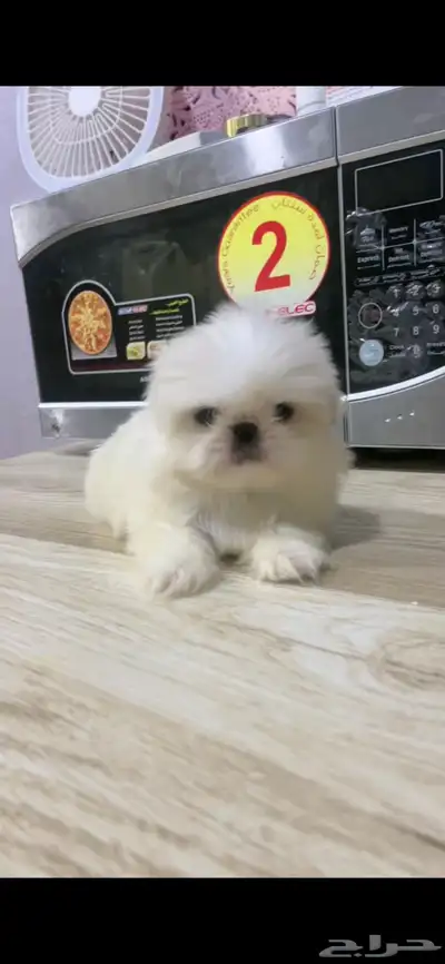mini sitzu 0