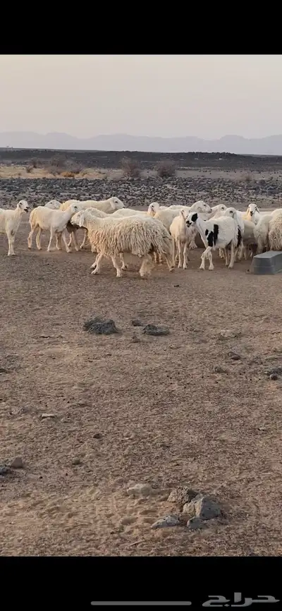 مواشي 1