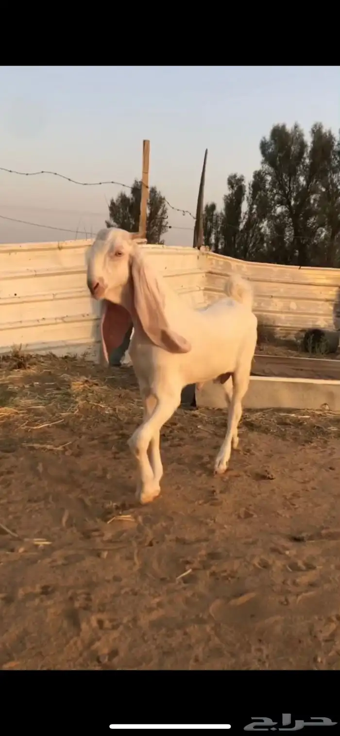 للبيع تيس مطور خصم 0