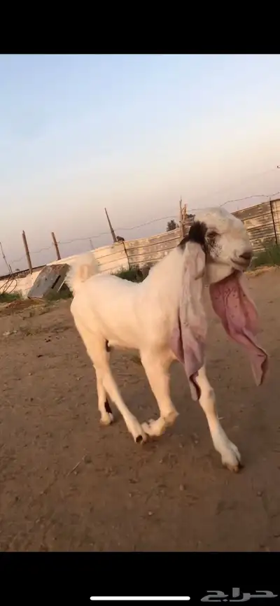 للبيع تيس هولندي تم البيع الله يبارك للمشتري خارج الموقع 2