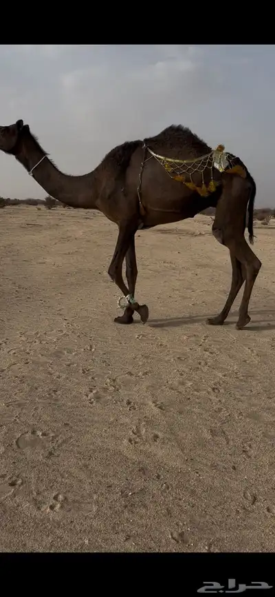 بكرغرابية ضريبة 1