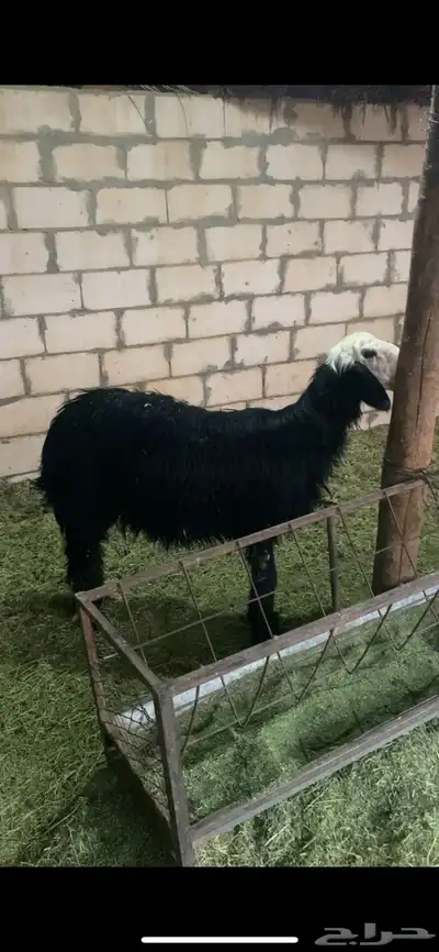 طليان نجد 0