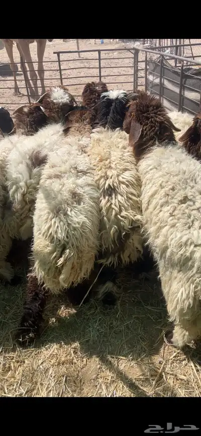 تمايم وذبايح مناسبات 3