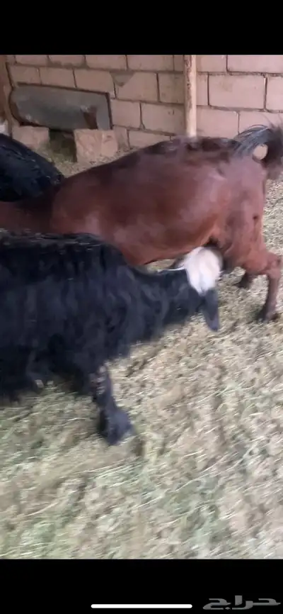 طليان نجد 2